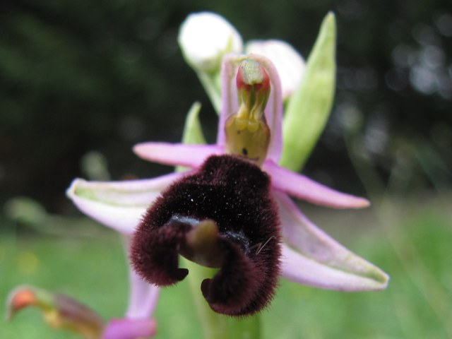 Ophrys explanata